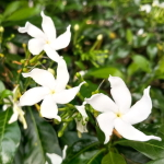 Табернемонтана ориенталис – Tabernaemontana orientalis