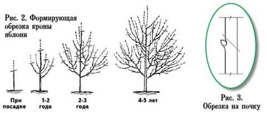 Формирующая обрезка молодой яблони: как за 2 года создать идеальный скелет кроны