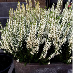 Вереска Лонг Уайт Р9 Закупка М45 апрель 2026