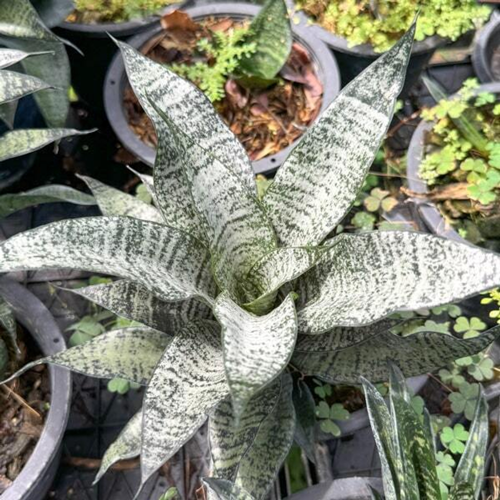 Сансевиерия MARGA