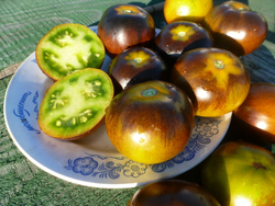 Помидоры - Blue Green Zebra - Сине-зелёная Зебра