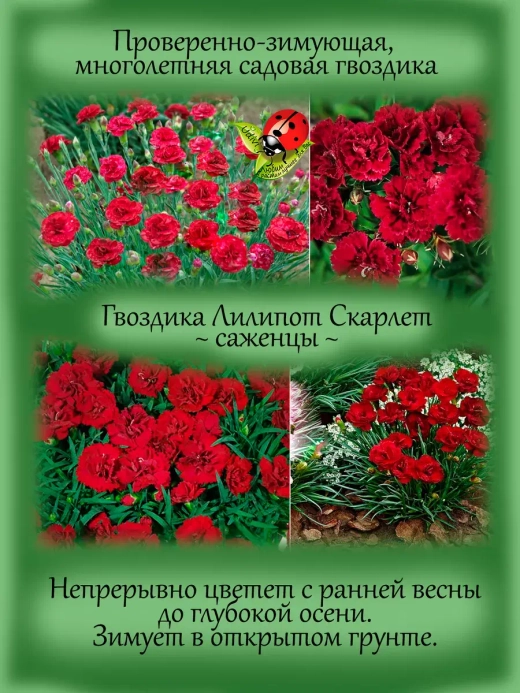 Гвоздика Лилипот Скарлет многолетняя, зимующая
