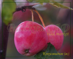 Яблоня Конусовидное (название условное)