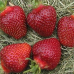 Земляника садовая (клубника) ФЕРНАНДО
