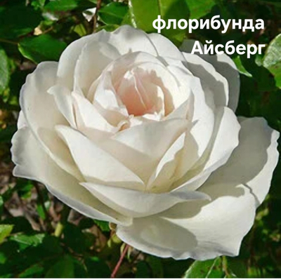 Саженцы роз флорибунда АЙСБЕРГ