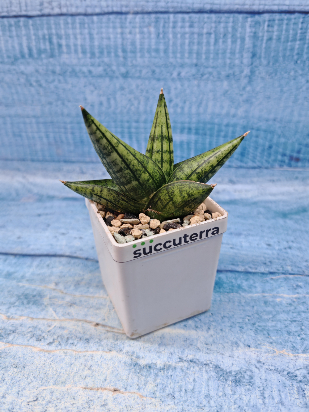 Sansevieria Rocky Crown (Сансевиерия)