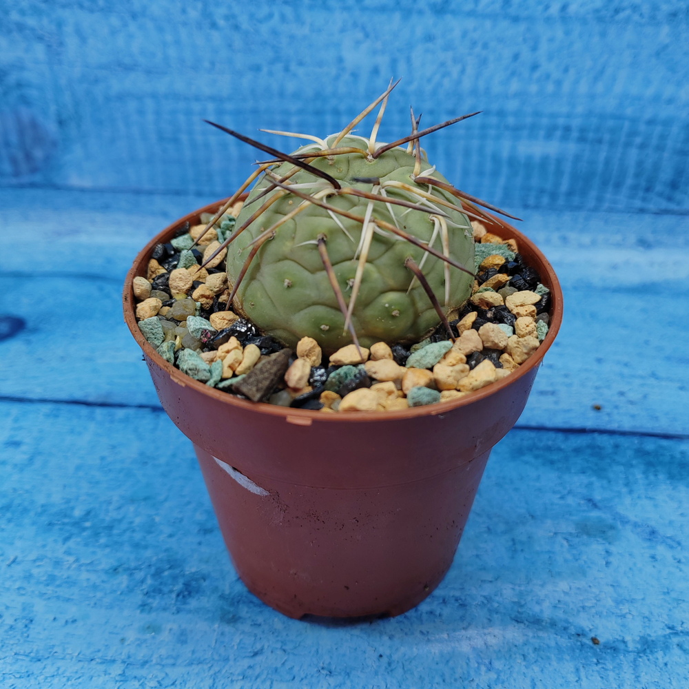 Tephrocactus Geometricus (Тефрокактус)