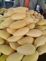 манго из Тайланда. сорт «Нам Док Май»