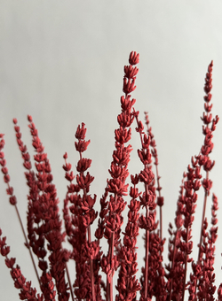 Лаванда стабилизированная красная