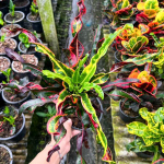 Кротон PHET SAI RUNG