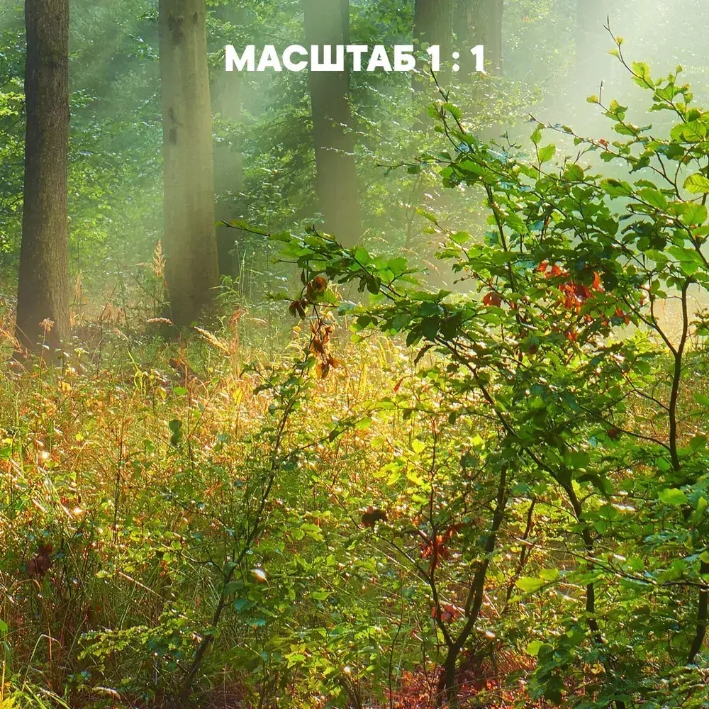 Фотообои на стену флизелиновые 3d 400х270 Лес Природа. 3д фото обои для кухни моющиеся виниловые, интерьерное покрытие 3d эффект в спальню, декор для дома