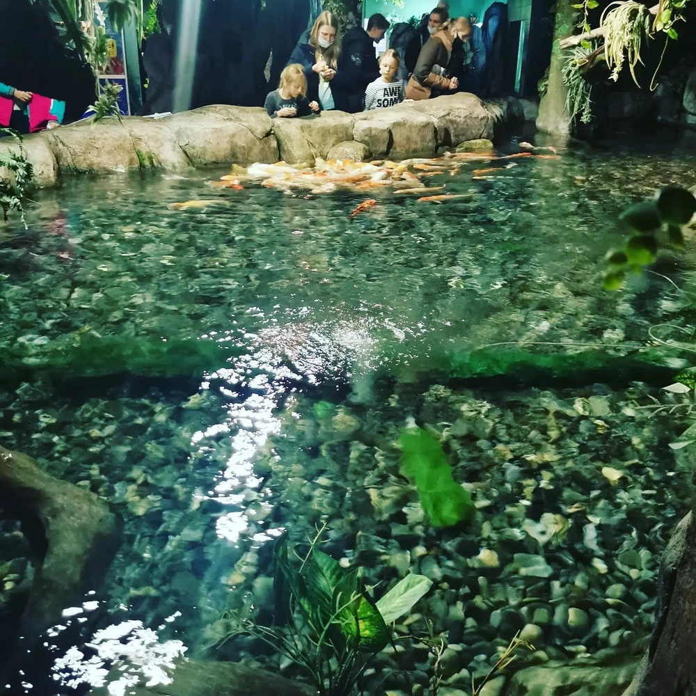 Грифон
