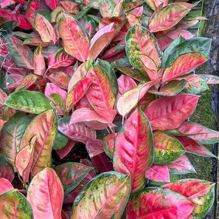 Аглаонема COCHIN SIAM