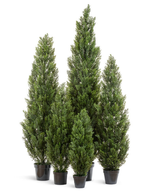 Туя уличная Брабант пушистая в-120 см 2/6 10.0224073/4N