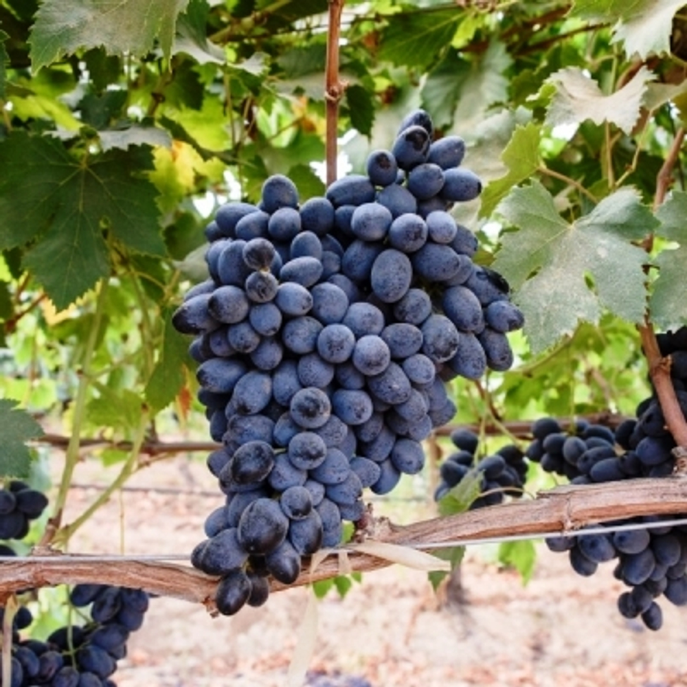 Виноград Загадка Шарова