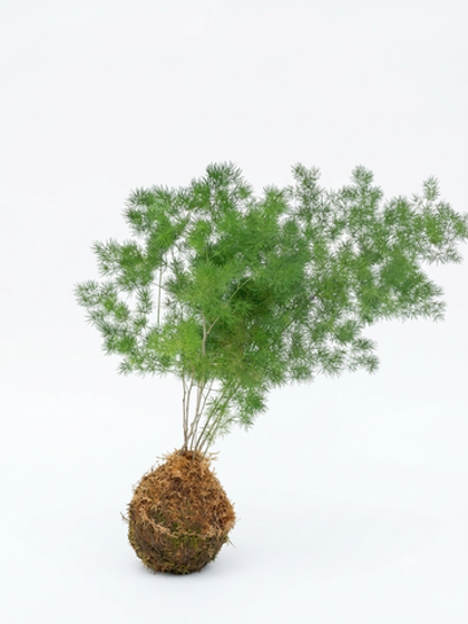 Аспарагус moss Ball (кокедама)