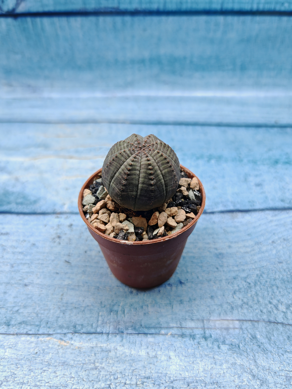 Euphoria Obesa (Эуфорбия)