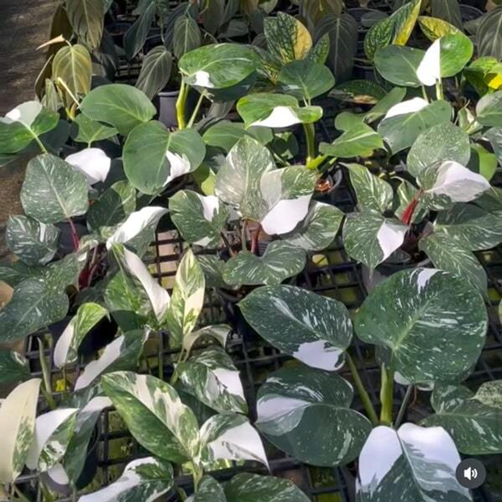 Филодендрон WHITE KNIGHT MARBLE