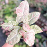 Сингониум MILK CANDY