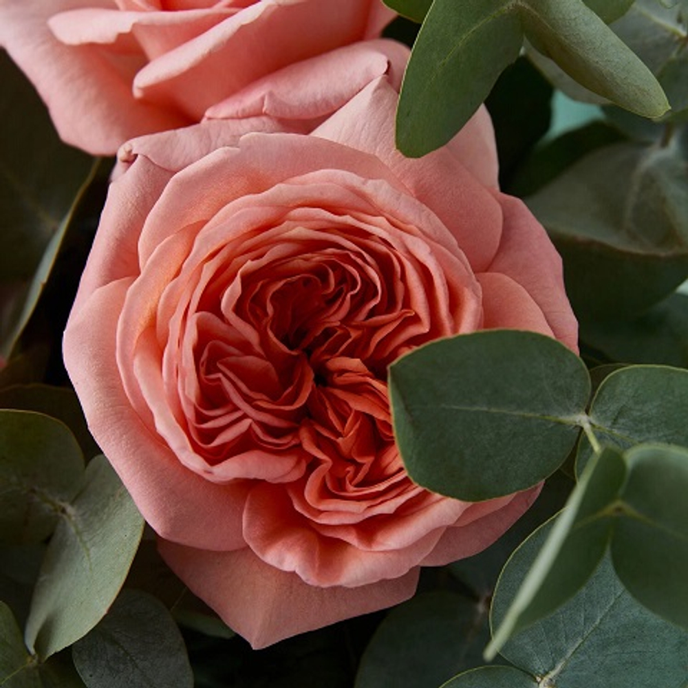 Роза чайно-гибридная London Eye