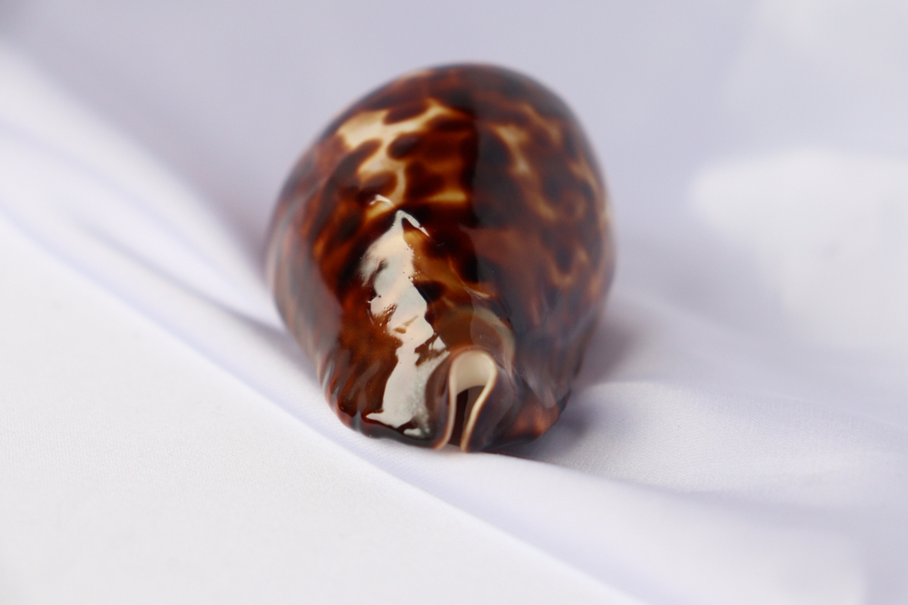 Ципрея зоила Френда (Zoila friendii), 8см, 1шт