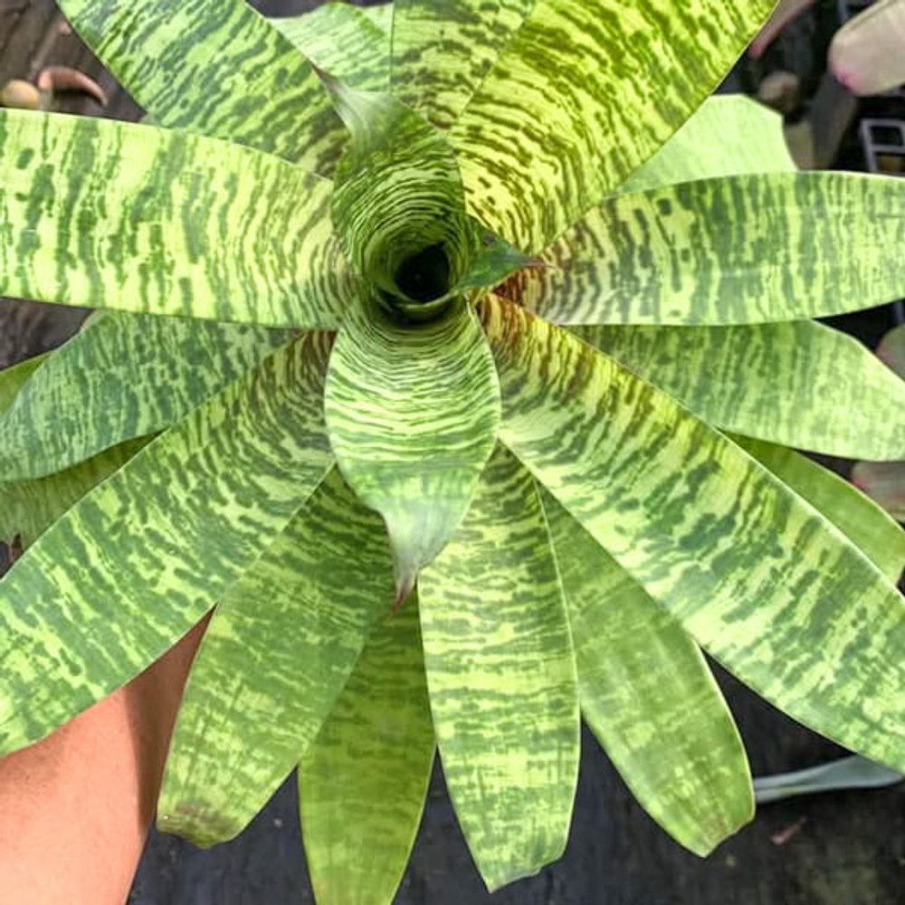 Гудея OSPINAE GRUBERII YELLOW FORM