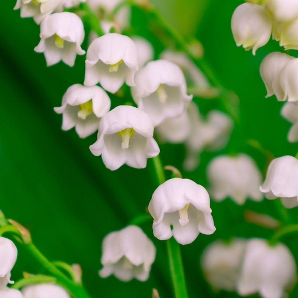 Ландыш (Lily of the Valley)