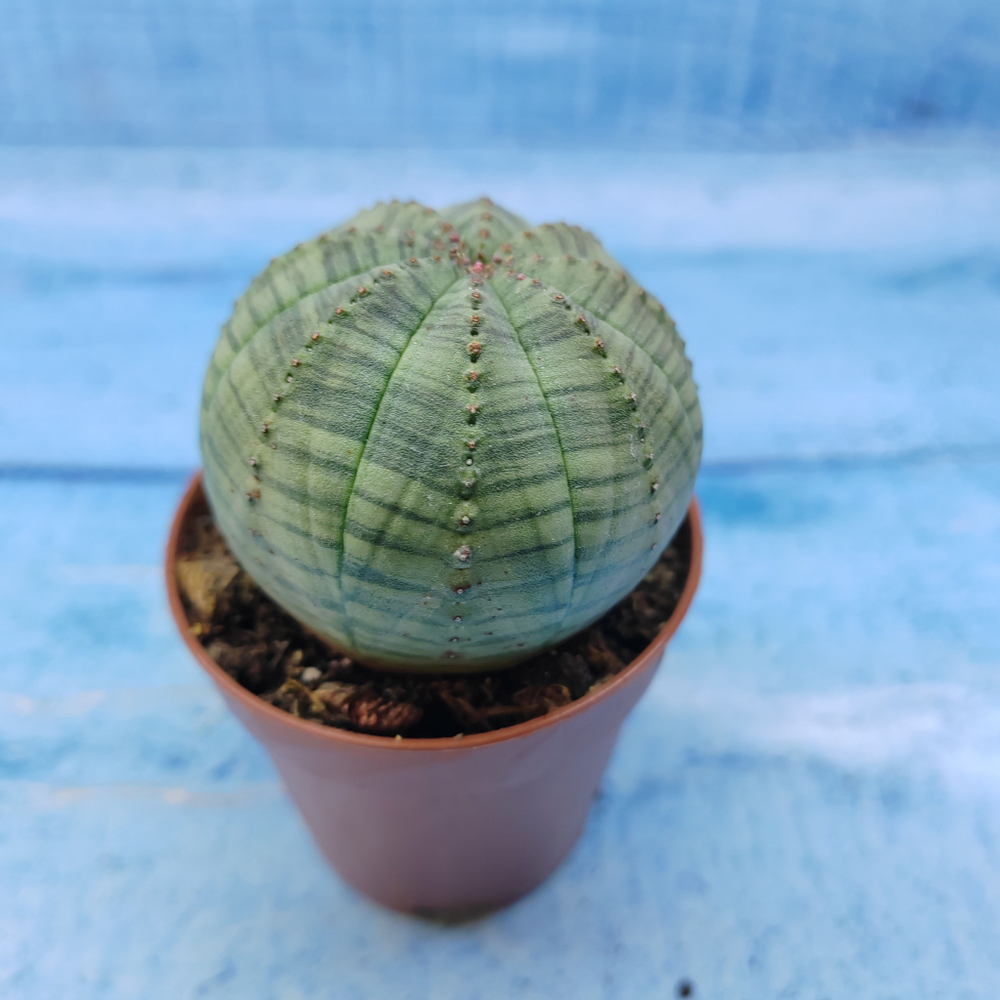Euphorbia Obesa (Эуфорбия)