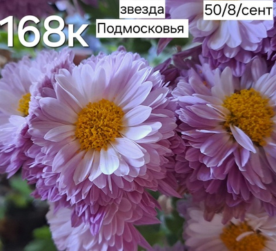 САЖЕНЦЫ ХРИЗАНТЕМЫ КОРЕЙСКАЯ ЗВЕЗДА ПОДМОСКОВЬЯ №168