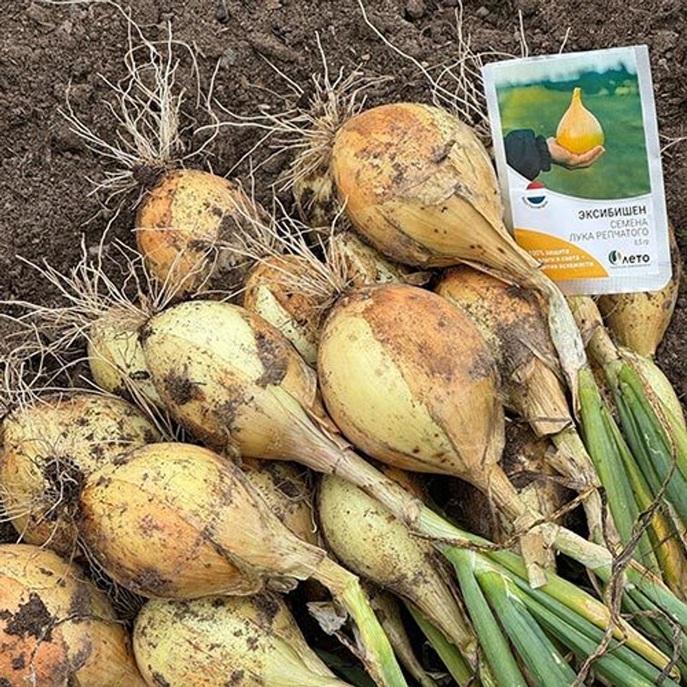 Cемена лука репчатого Эксибишен, Bejo, 0,5 гр.