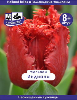 Тюльпан Луковица, Индиана, 8+ шт
