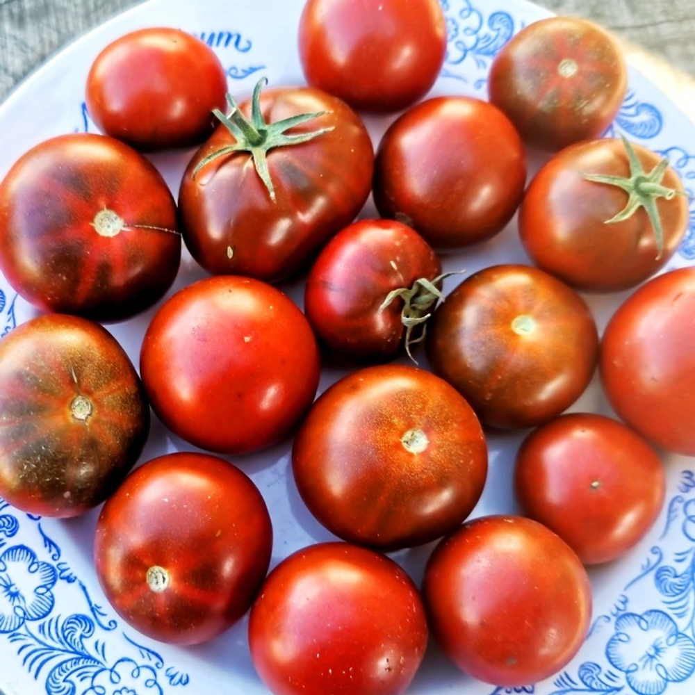Помидоры Брауни Шоколадно-Вишнёвое Пироженое - Chocolate Cherry Brownie Tomato