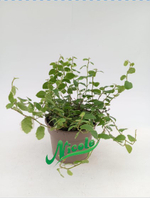 Фикус Пумила (в наличие фото №1)