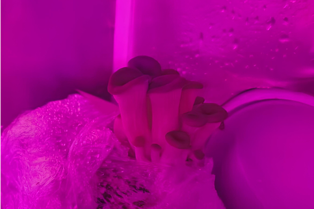 Выращивайте грибы легко с Mushroom Module!