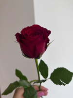 Роза красная (50см) АКЦИЯ