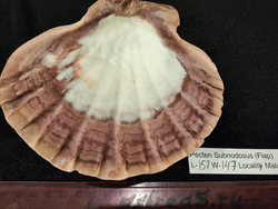 Пектен Субнодосус "130-160мм"-створка