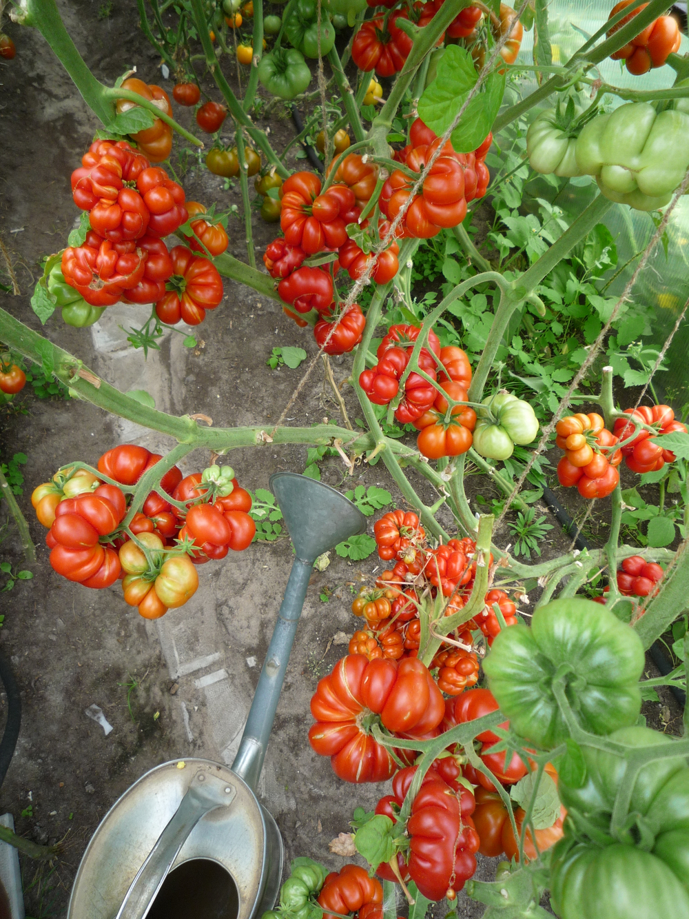 Помидоры Reisetomate