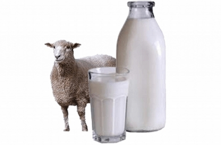 Молоко овечье ТМ "Феодоро", 250 мл