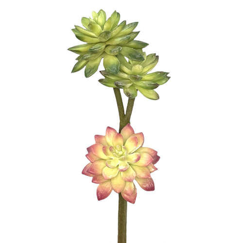 Суккулент очиток ветка 3 шт