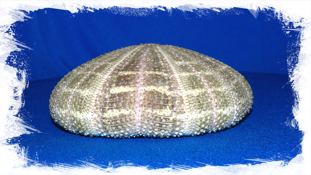 Панцирь Ежа сбоку