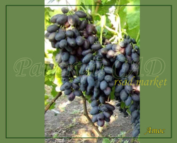 Виноград Атос