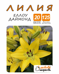 Лилия Луковица, Еллоу даймонд, разбор 18/20, 1шт