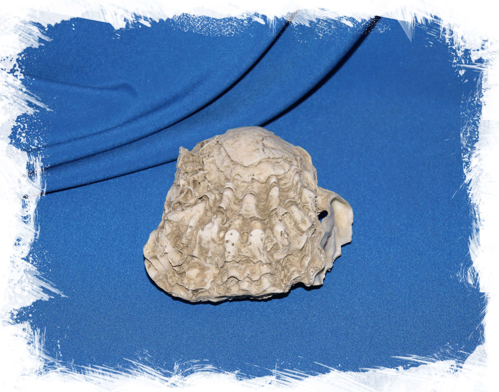 Ракушка Дальневосточная Устрица