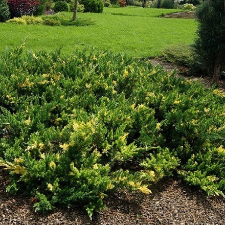 Можжевельник китайский Экспанса Вариегата