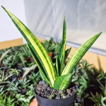 Сансевиерия MARCO POLO