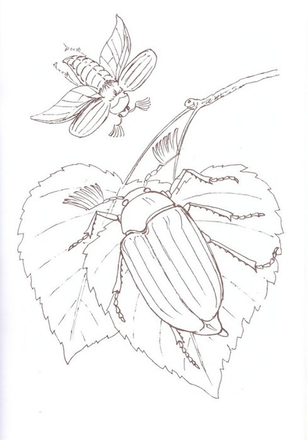 Альбом для раскрашивания полноцветный. Раскраски