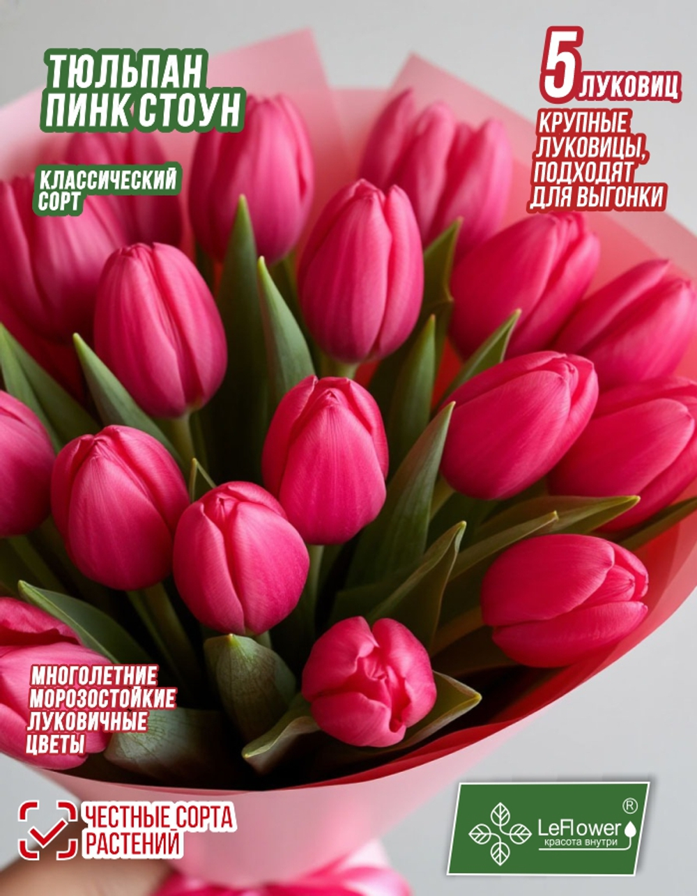 Тюльпан Луковица, Пинк Стоун, 5 шт крупные