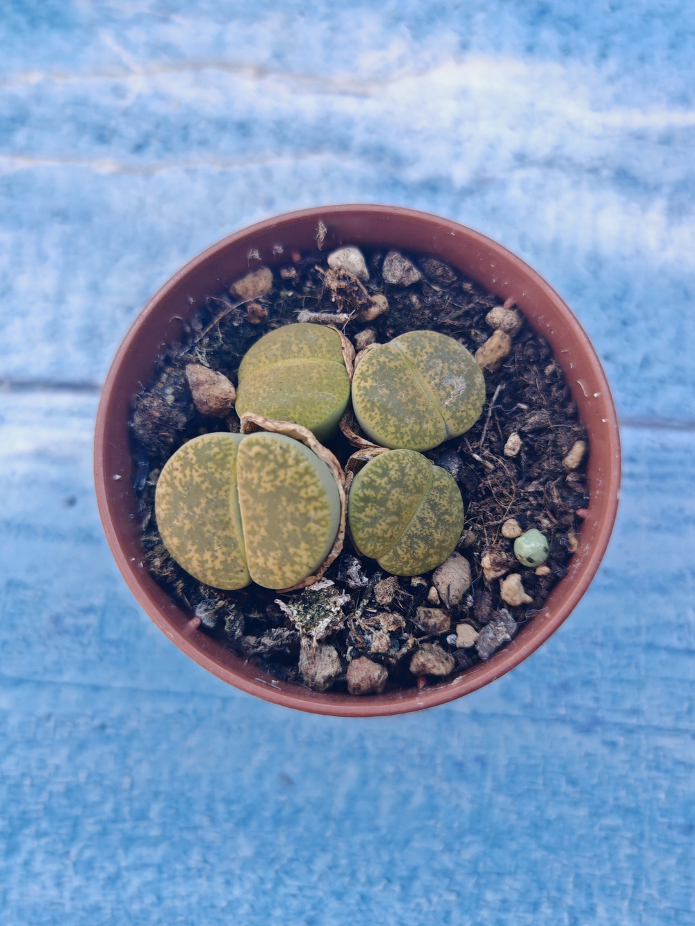 Lithops sp. (Литопсы)