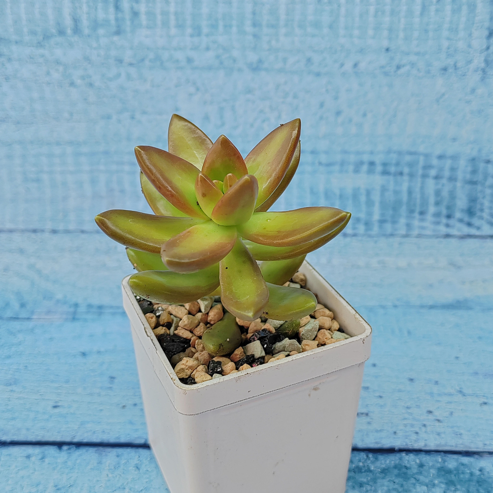 Sedum Nussbaumerianum (Седум)