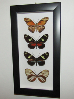 Бабочки Геликониды в рамке